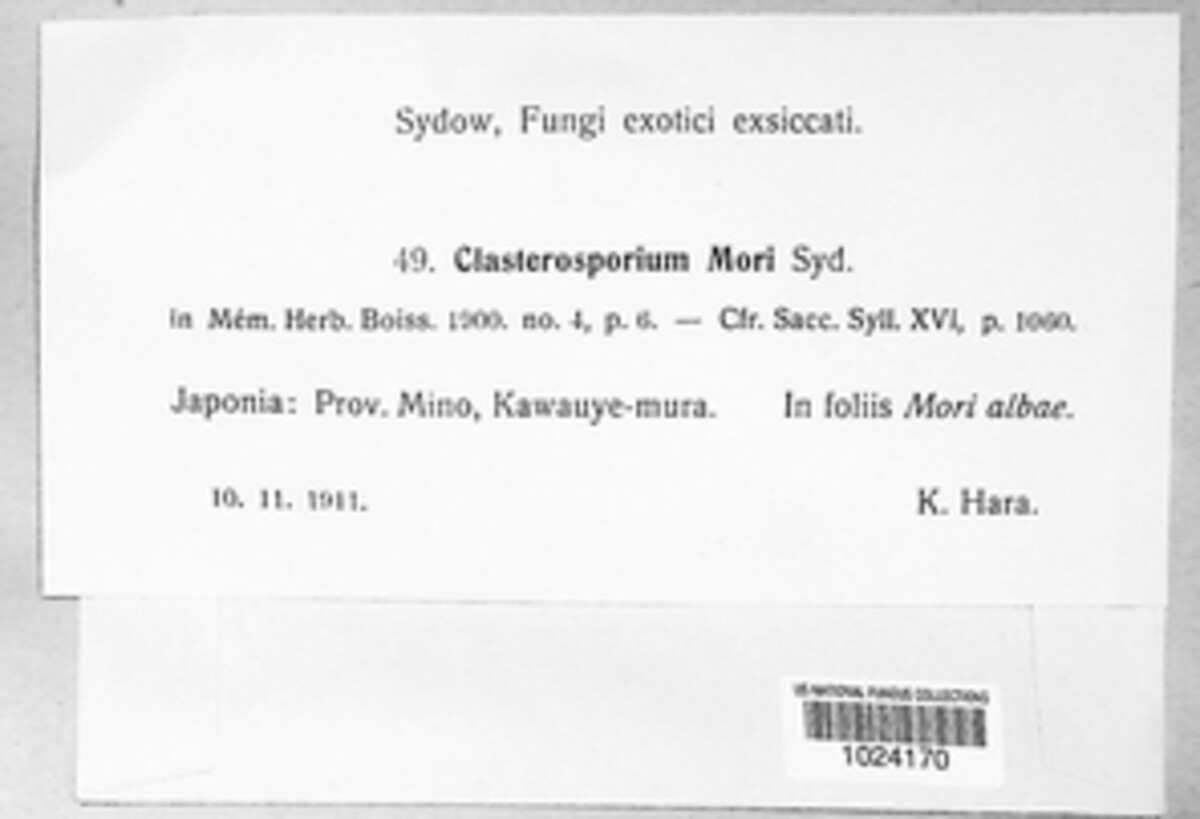 Clasterosporium mori image